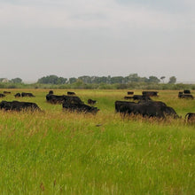 Load image into Gallery viewer, New York Steaks
